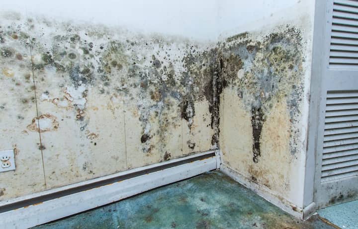 residential mold removal experts in Somerset